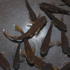 高級メダカ 稚魚ランダム20匹＋aの画像