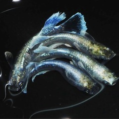 高級メダカ 稚魚ランダム20匹＋aの画像