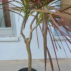 観葉植物　レインボーの画像