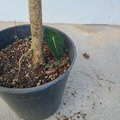 観葉植物　レインボーの画像
