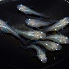 高級メダカ 稚魚ミックス10匹+aメダカ　めだかの画像