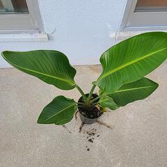 観葉植物　オーガスタの画像