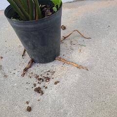 観葉植物　オーガスタの画像