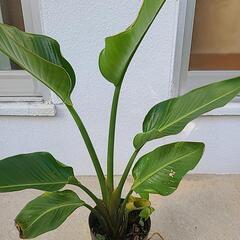 観葉植物　オーガスタの画像