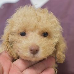 里親募集③ 生後2ヶ月トイプードル♂シャンパン