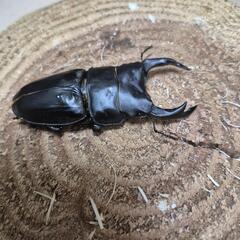 オオクワガタB品の画像
