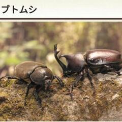 カブトムシの幼虫　ペット　飼育の画像
