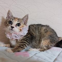 まんまるお目々の美人なミケちゃん✨