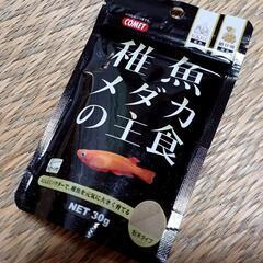 商談済  四日市産 黒メダカ 30匹 餌付き(野生めだか)の画像