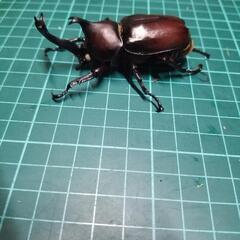 ①国産クワガタカブトムシ安売り‼️の画像