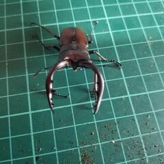 ①国産クワガタカブトムシ安売り‼️