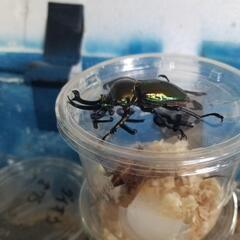 ②国産クワガタカブトムシ安売り‼️ - その他
