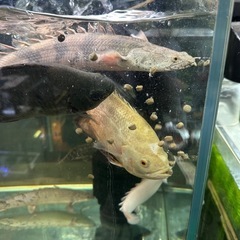 🐠大型魚や金魚•鯉•底層魚•エビなどの餌 おとひめEP6 100g150円 沈下性・粒6.4×5.4㎜ 日清丸紅飼料 沈降性 乙姫 大型魚 海水魚 エサ EP No.01の画像