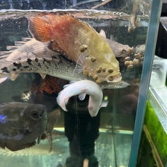 🐠大型魚や金魚•鯉•底層魚•エビなどの餌 おとひめEP6 100g150円 沈下性・粒6.4×5.4㎜ 日清丸紅飼料 沈降性 乙姫 大型魚 海水魚 エサ EP No.01の画像