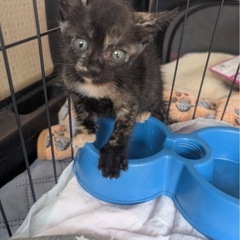 サビ柄の多分女の子猫です。