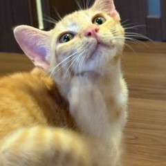 更新✨️【人慣れ抜群🙋‍♀️✨️】4〜5ヶ月くらいの可愛い茶トラ...