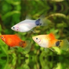 熱帯魚　ミッキーマウス　プラティ の画像