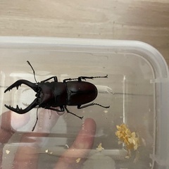 ノコギリクワガタ62ミリアップペアの画像