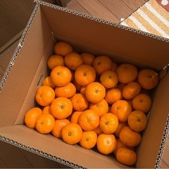 三ヶ日みかんの画像