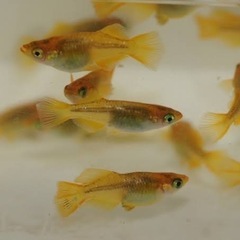 黄金鼈甲メダカ　レモンスカッシュ
の画像