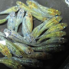メダカ「夜桜ゴールド極ラメ」幼魚 現物1０匹の画像