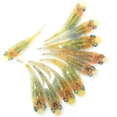 メダカ「夜桜ゴールド極ラメ」幼魚 現物1０匹の画像