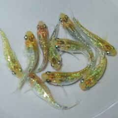 メダカ「夜桜ゴールド極ラメ」幼魚 現物1０匹の画像