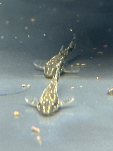 パラオトシン　ハロルドイ　F1 25匹