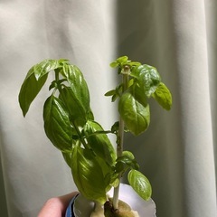 小さいバジル苗 6本の画像