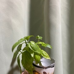 小さいバジル苗 6本の画像