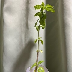小さいバジル苗 6本の画像