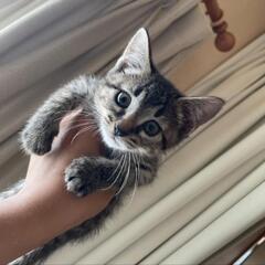 【里親募集】生後約3か月のかわいい子猫の家族を探しています（西条市）