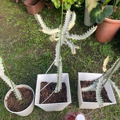 ホワイトゴースト👻の画像