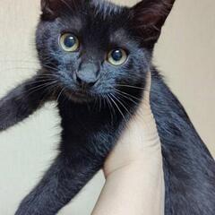 【里親募集】生後約3か月半のかわいい子猫の家族を探しています（西...