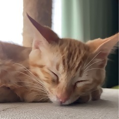生後約3ヶ月♂🌟お家に寂しがり屋で、ヤンチャな仔猫さんを迎…