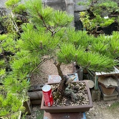 盆栽　黒松の画像
