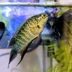ブルーゼブラ パラダイスフィッシュ 闘魚の画像