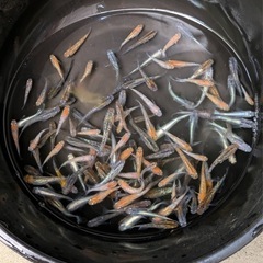 ミックスめだか 50匹  お二人様まで
の画像