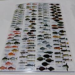 日本水産魚譜　307選　クリアファイルの画像