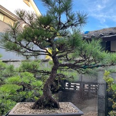 盆栽　黒松の画像