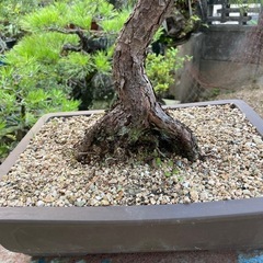 盆栽　黒松の画像