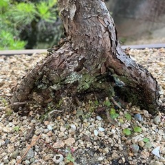 盆栽　黒松の画像