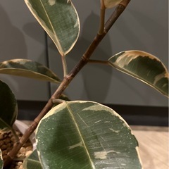 フィカス　ルディ　観葉植物の画像