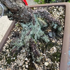 盆栽　黒松の画像