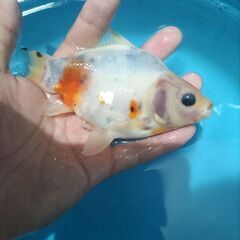 金魚　玉サバ　キャリコ玉サバ　水槽の画像