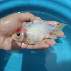 金魚　玉サバ　キャリコ玉サバ　水槽の画像