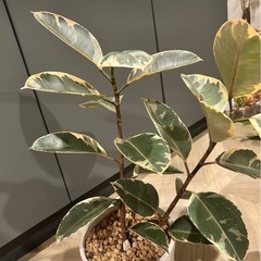 フィカス　ルディ　観葉植物の画像