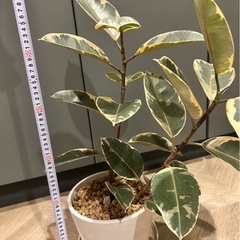フィカス　ルディ　観葉植物の画像