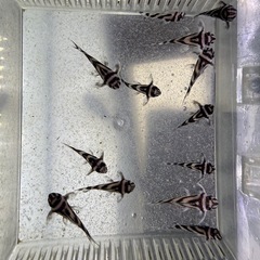 インペリアルゼブラプレコ　熱帯魚の画像