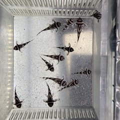 インペリアルゼブラプレコ　熱帯魚の画像